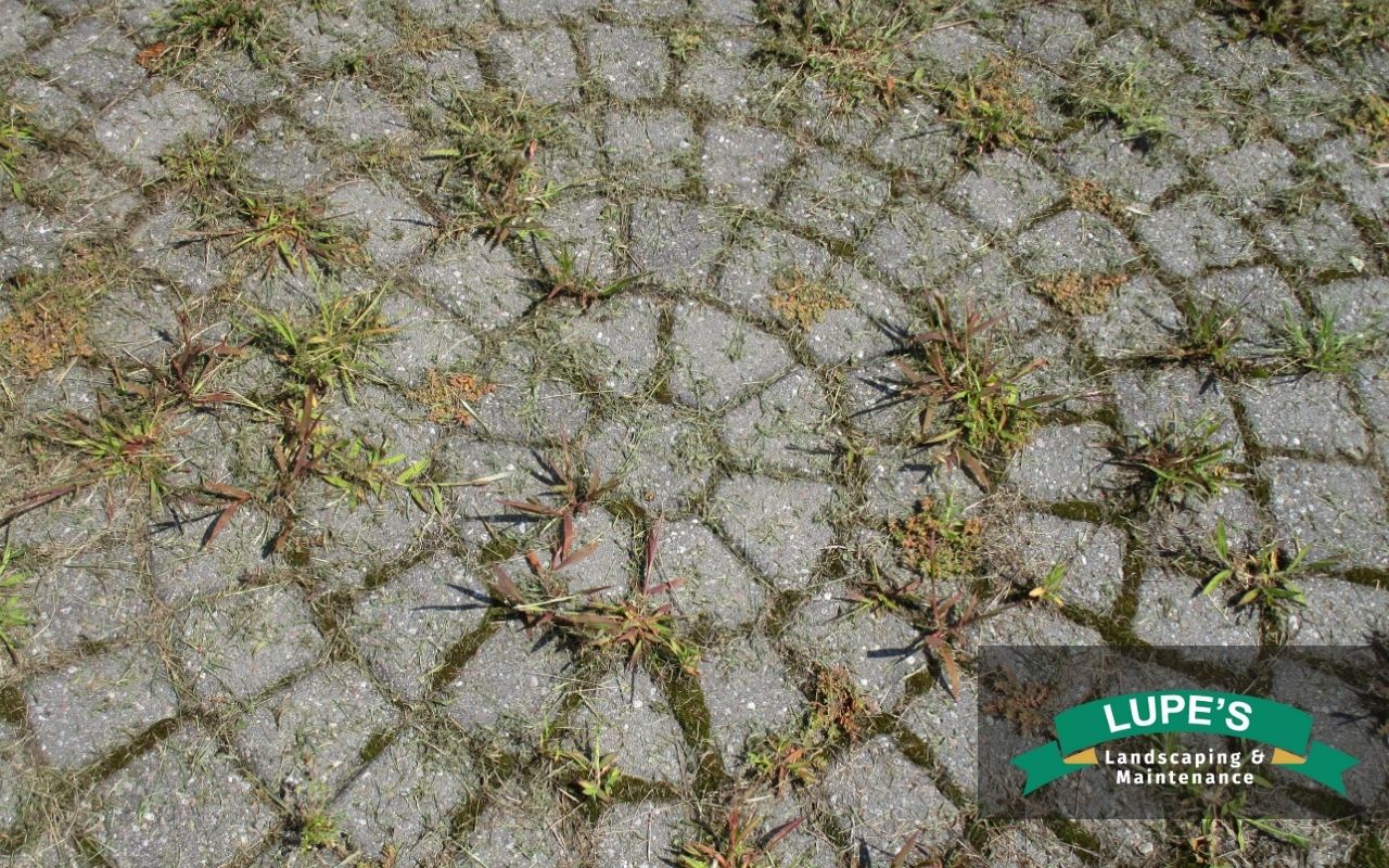Professional moss removal service in Kingston, WA