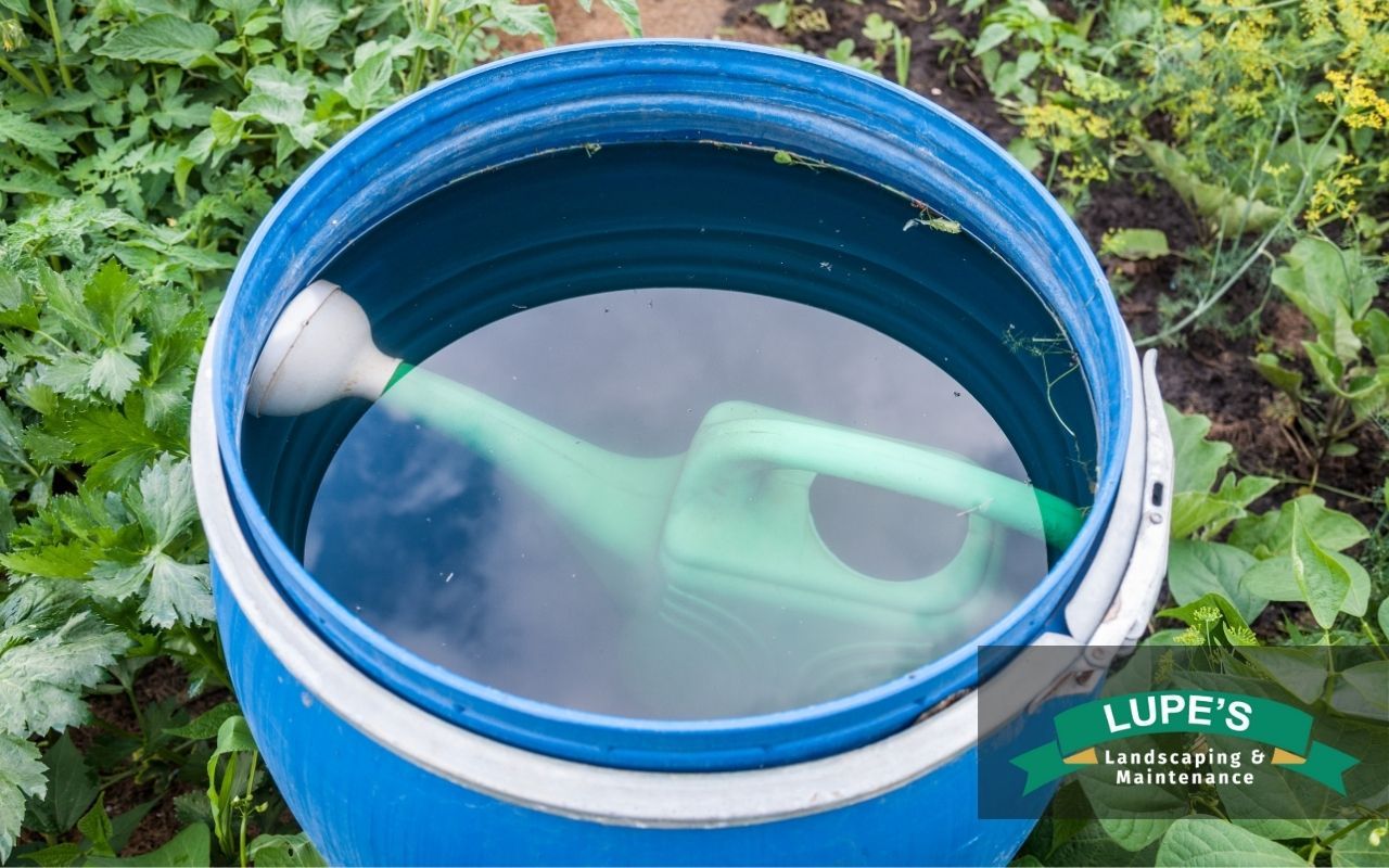 Rain barrel collecting water from a home gutter system in Kingston