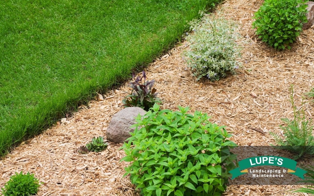 Shredded leaves used as mulch around shrubs