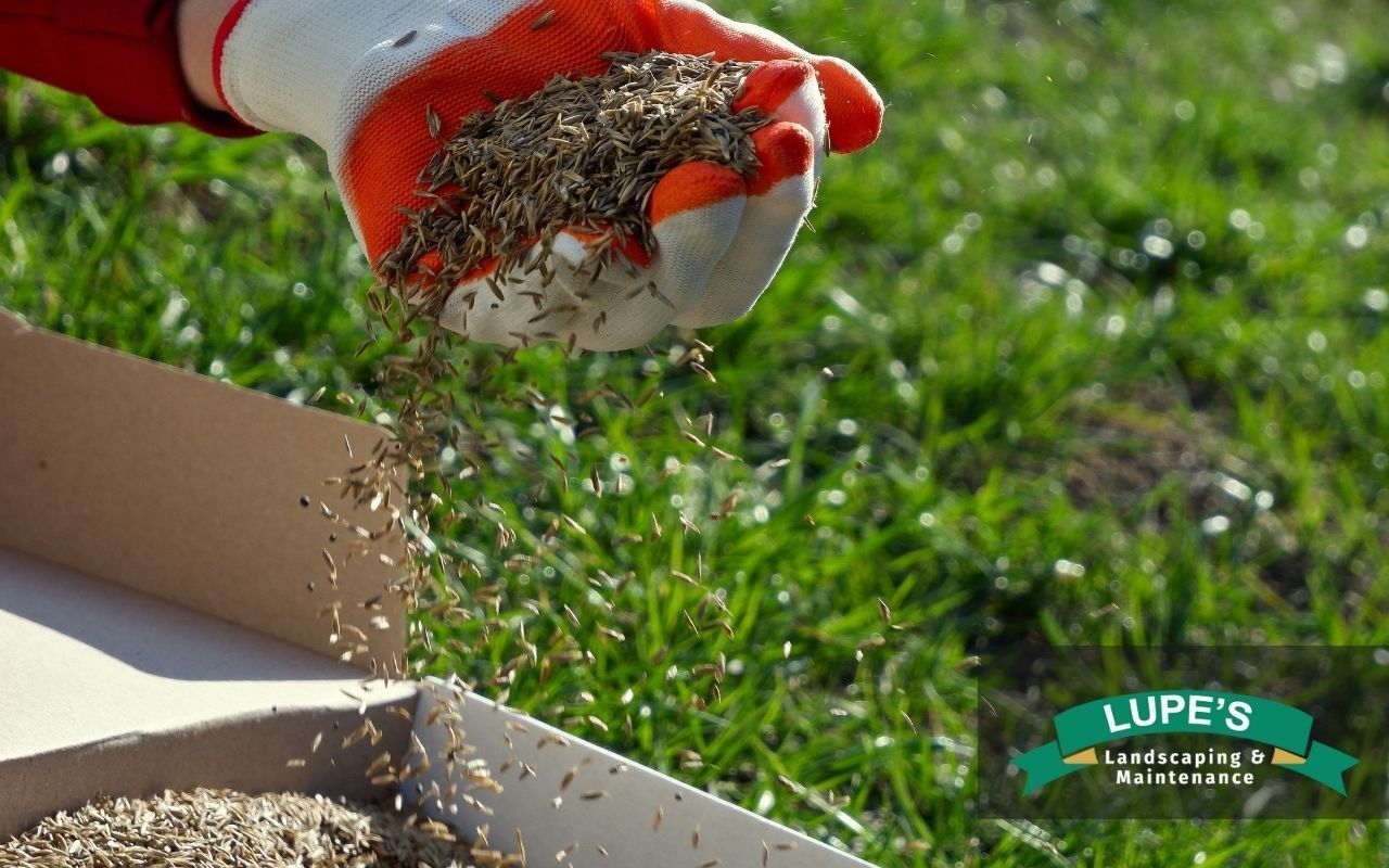 Hand spreading grass seed on a bare patch of lawn in autumn