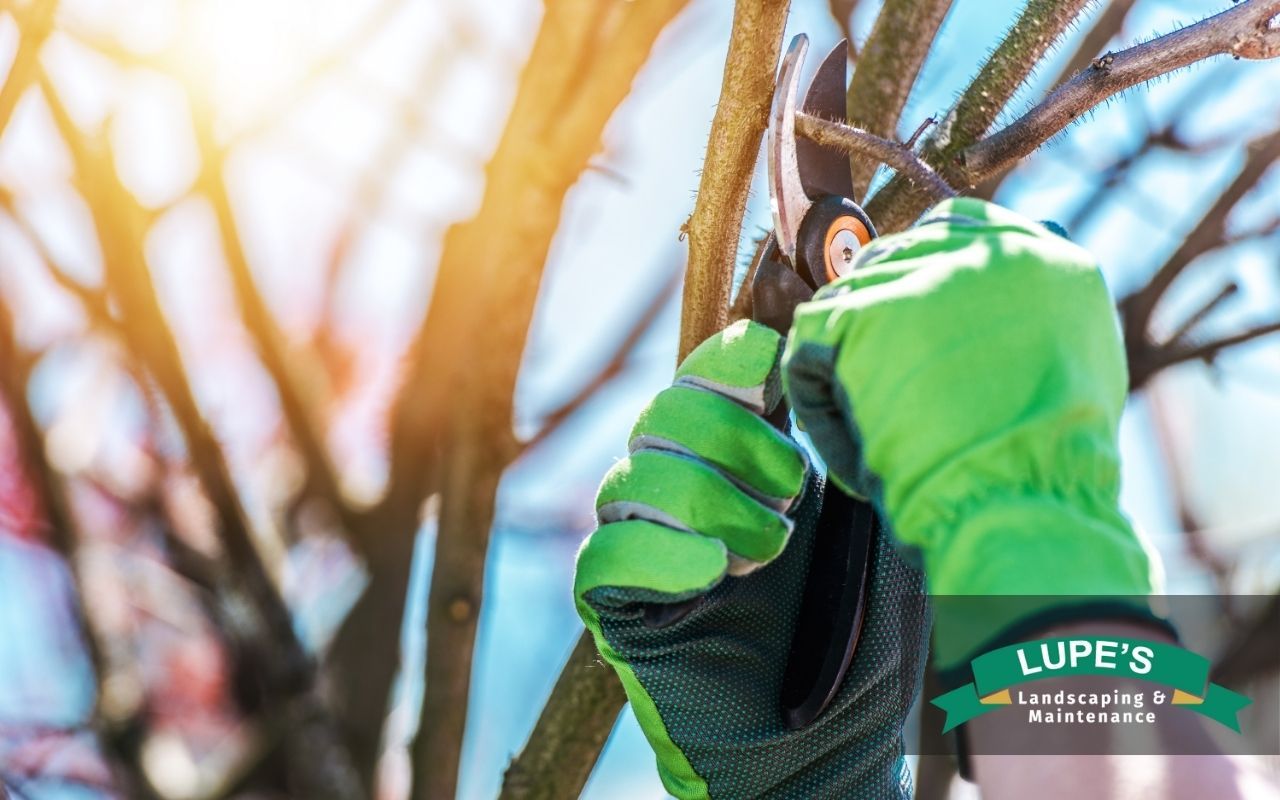 Close-up of shrub branches freshly trimmed for fall season