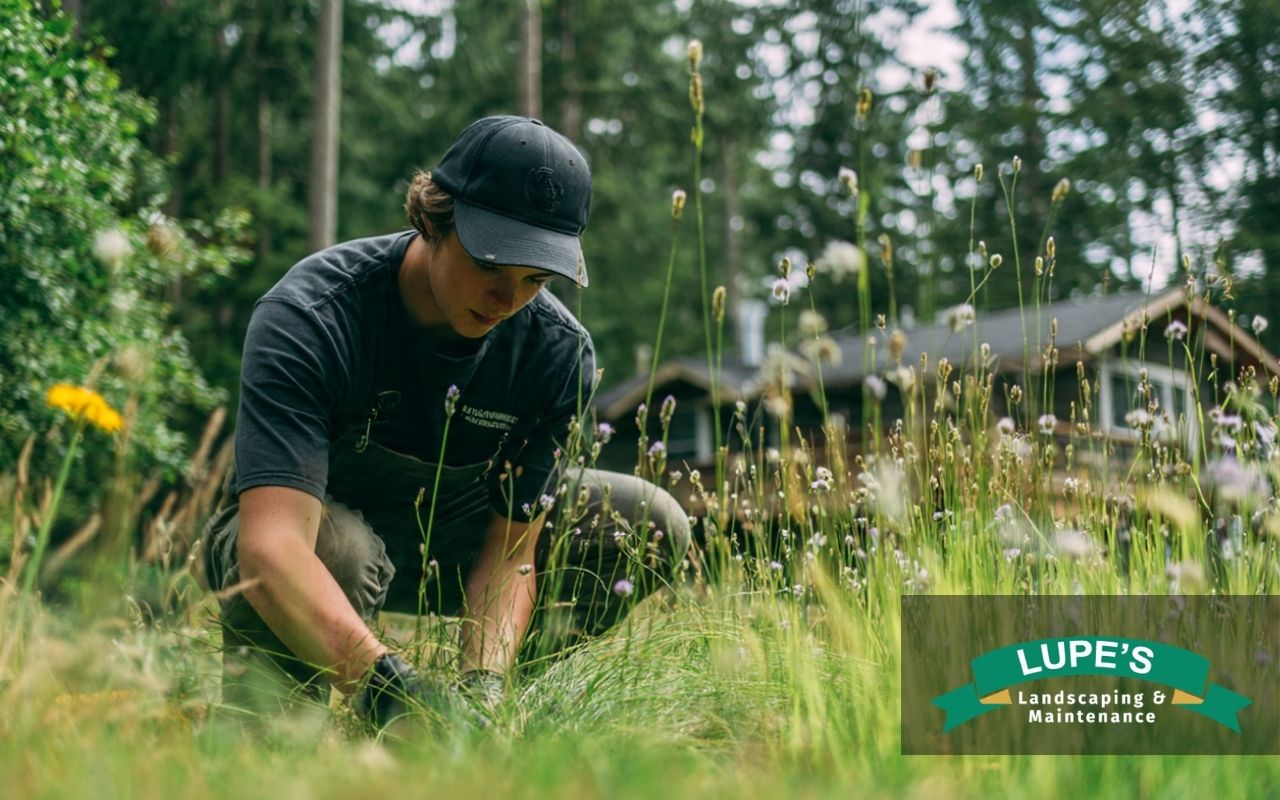 Homeowner checking grass during lawn dethatching on Bainbridge Island